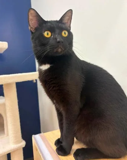 An adult medium-sized male Black Domestic Short Hair cat named Give Me The Future for adoption in Kansas City, MO