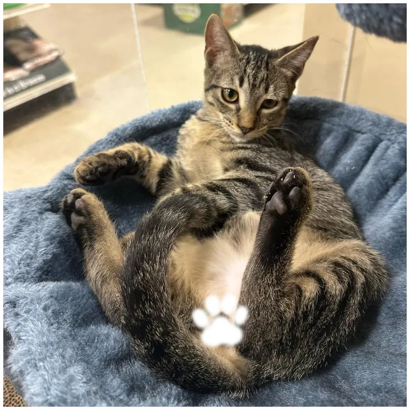 A baby small-sized male Tabby (Brown / Chocolate) Domestic Short Hair cat named Cayden for adoption in Panama City Beach, FL