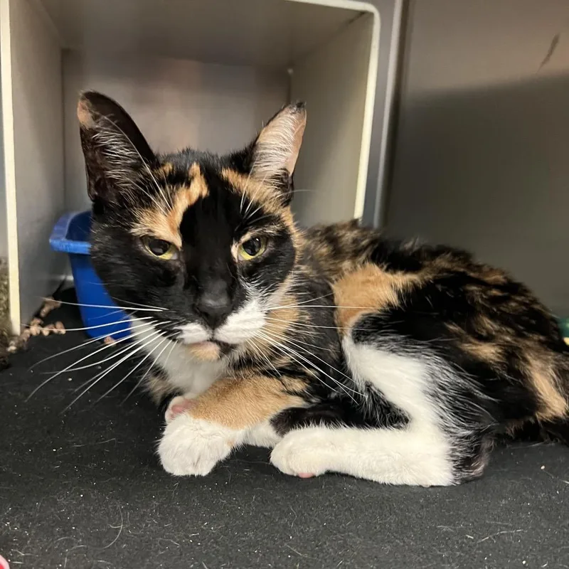 A senior medium-sized female Calico Domestic Short Hair cat named Barbara for adoption in New York, NY
