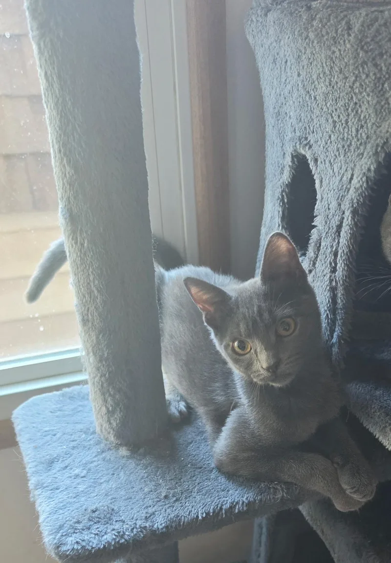 A young medium-sized female Gray / Blue / Silver Domestic Short Hair cat named Fog for adoption in York, PA