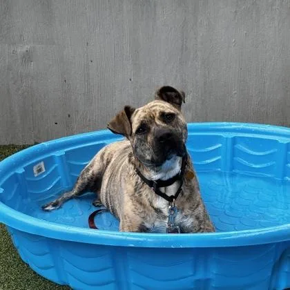 An adult large-sized male Mixed Breed dog named Gotti for adoption in Merriam, KS