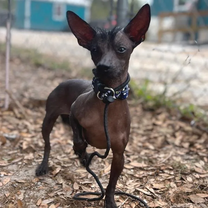 Papa Smurf thumbnail 2