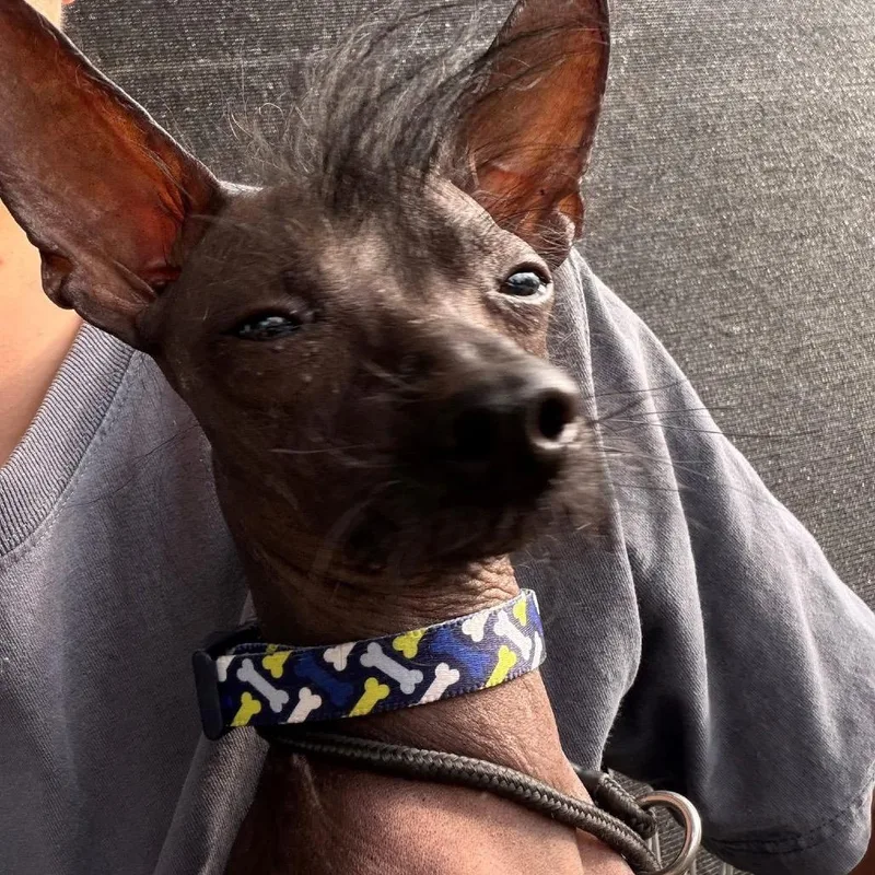 Papa Smurf thumbnail 3