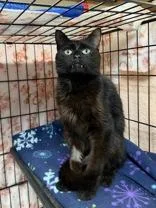 A senior medium-sized male Domestic Short Hair cat named Birdie for adoption in Manitowoc, WI