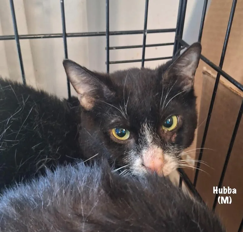 An adult medium-sized male Domestic Short Hair cat named Hubba for adoption in Windsor, CT