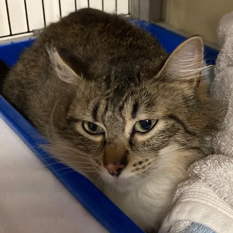 An adult medium-sized female Tabby (Buff / Tan / Fawn) Tabby cat named Penny  Nice Little for adoption in Hoquiam, WA