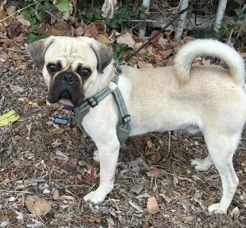 A young small-sized male Apricot / Beige Pug dog named Bowie for adoption in Bell Gardens, CA
