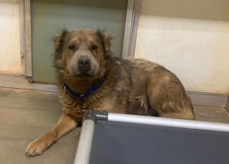 Teddybear  Romeo thumbnail 2