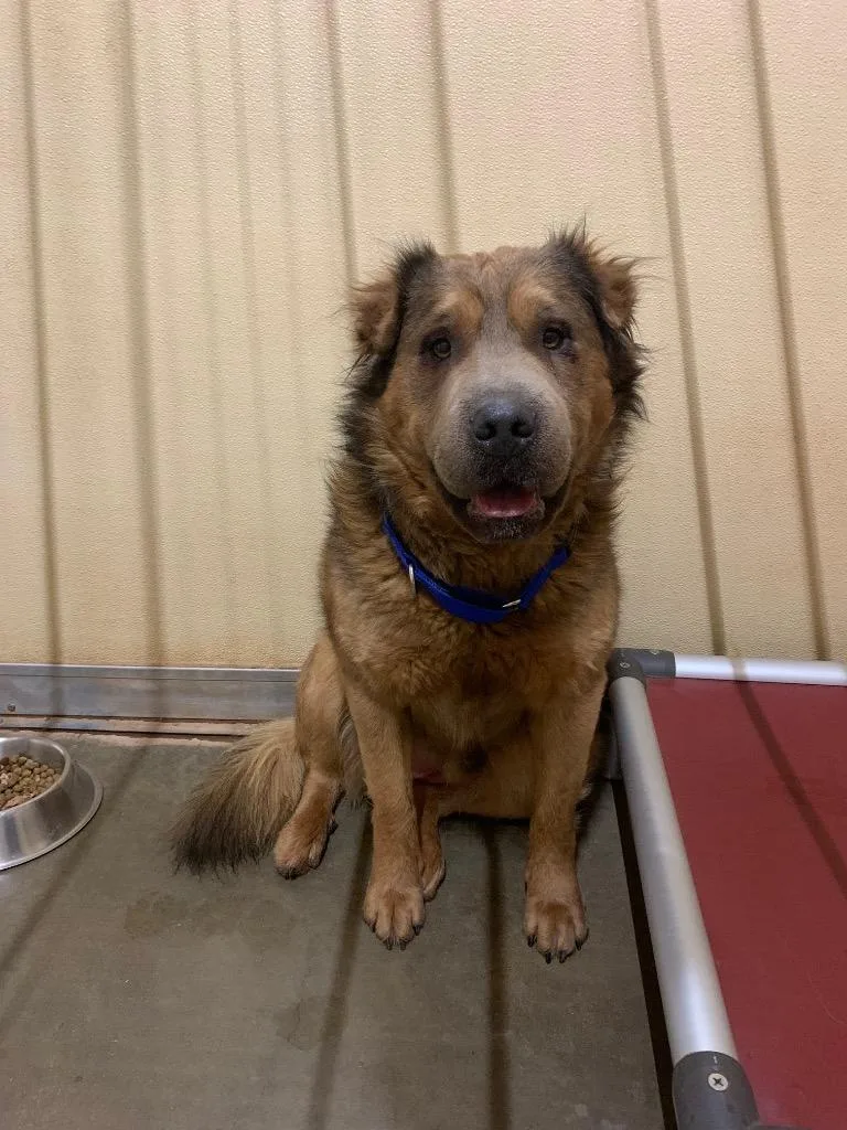 Teddybear  Romeo thumbnail 3