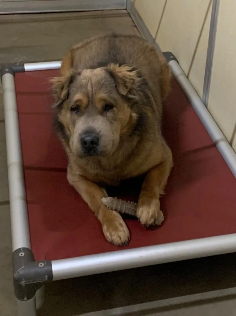 Teddybear  Romeo thumbnail 4