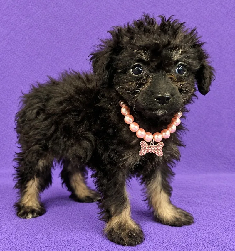 A baby small-sized female Black Poodle (Toy) dog named Layla for adoption in Lodi, CA