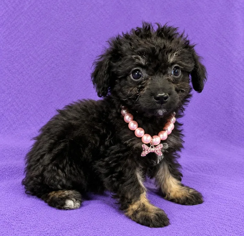 Layla thumbnail 5