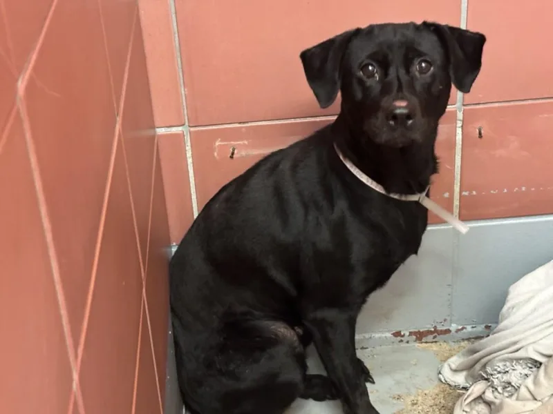 An adult large-sized female Labrador Retriever dog named Abril for adoption in Houston, TX