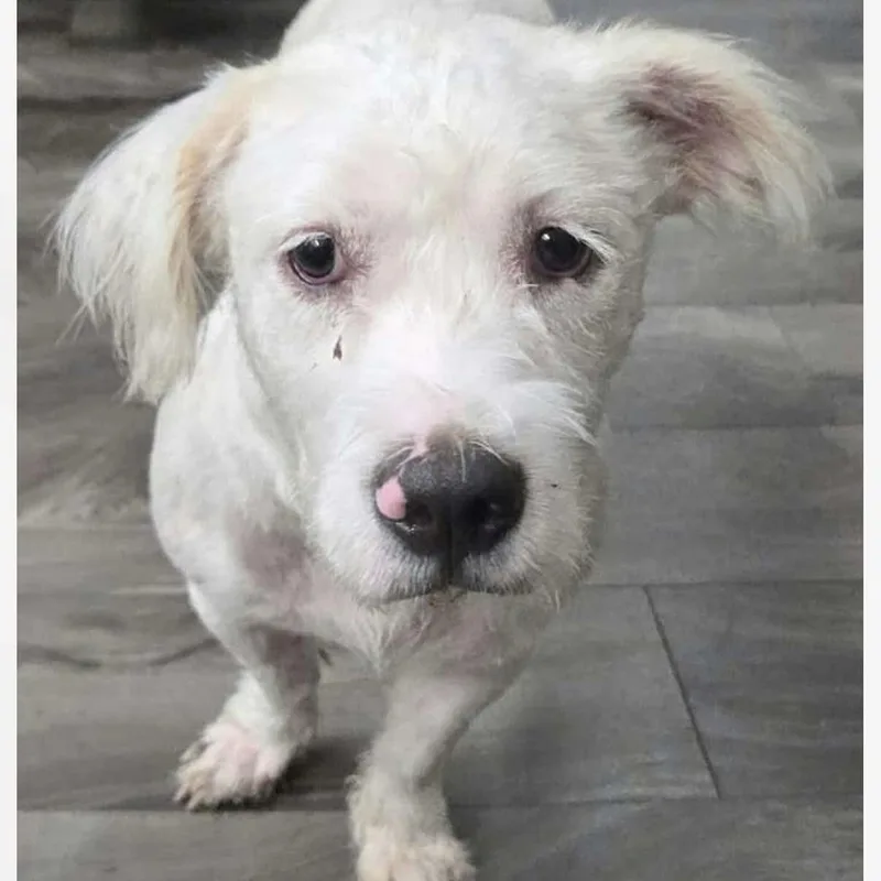 An adult medium-sized female Yellow / Tan / Blond / Fawn Terrier dog named Tabitha for adoption in Verona, NJ