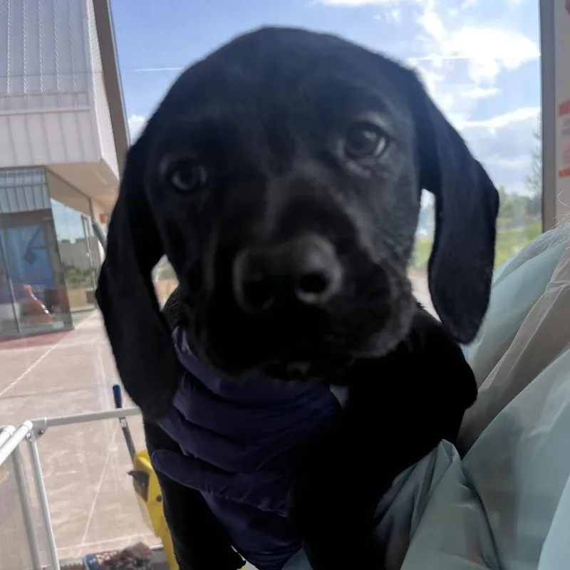 A baby small-sized female Black Mixed Breed dog named Sonya for adoption in Bentonville, AR