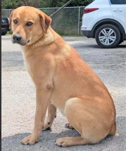 An adult large-sized male Golden Retriever dog named Ross for adoption in Hazard, KY