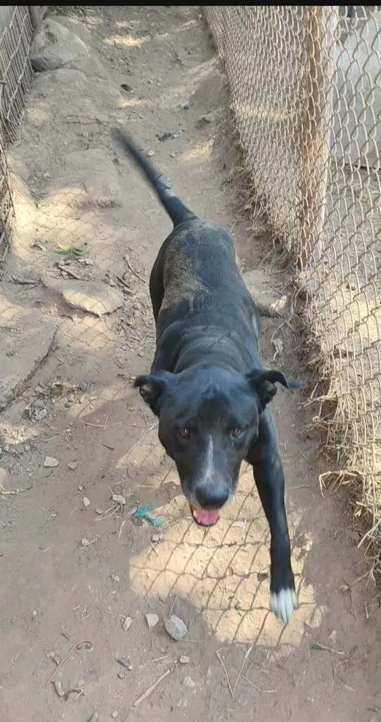 Leroy Brown thumbnail 3