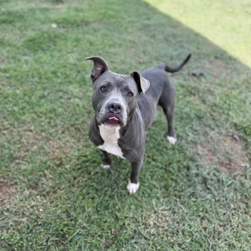 An adult medium-sized female Mixed Breed dog named Martha for adoption in Summerdale, AL