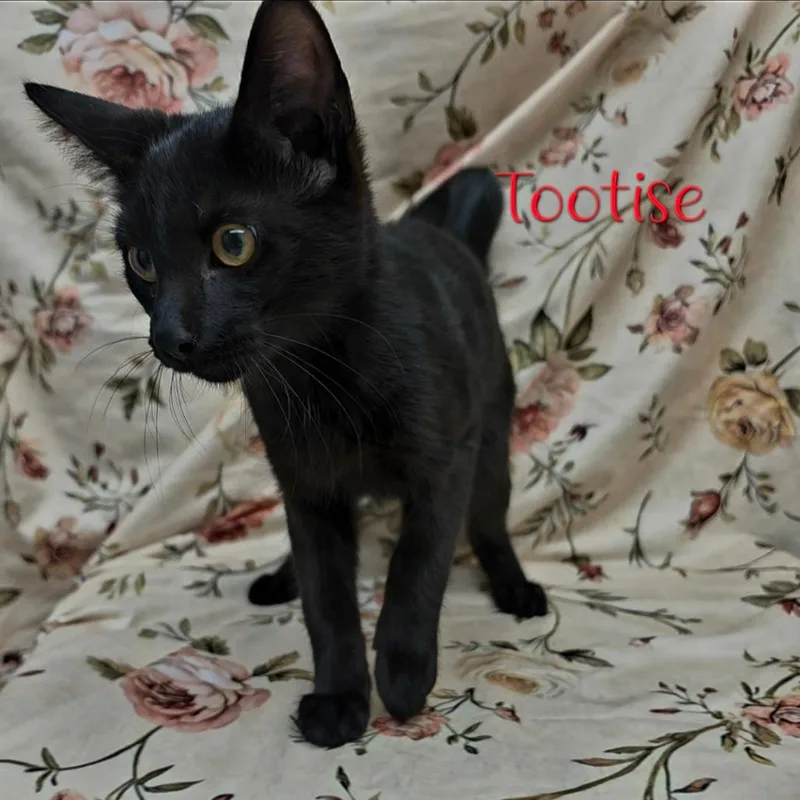 A baby medium-sized male Black Domestic Short Hair cat named Tootsie for adoption in Parkersburg, WV