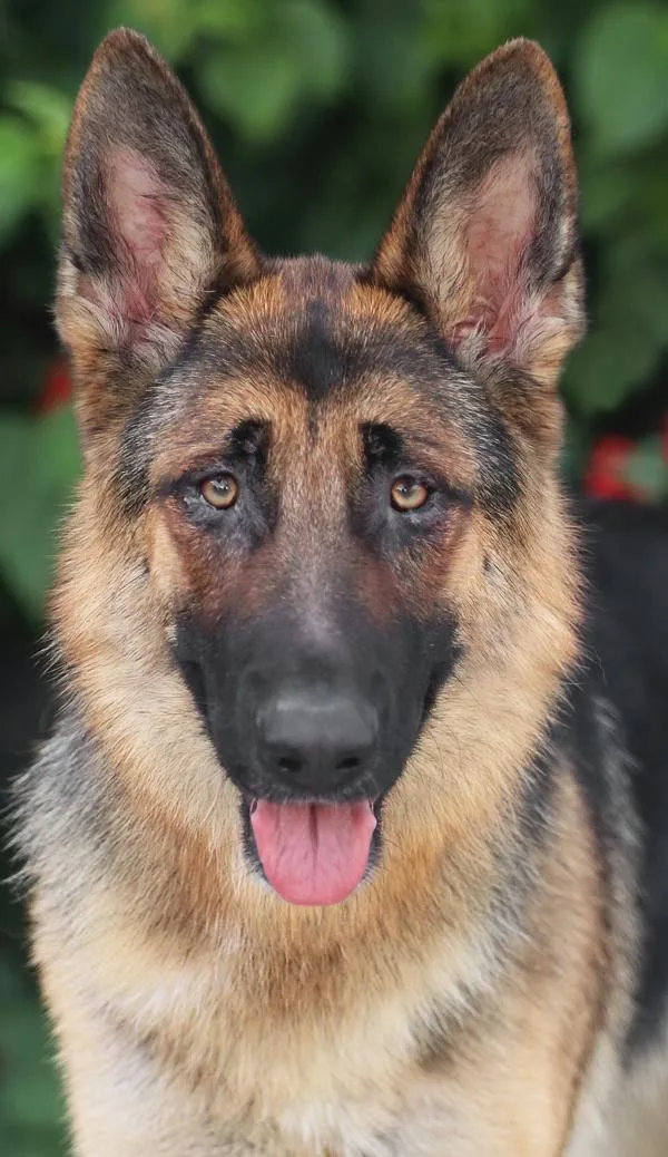 A young large-sized female Black German Shepherd Dog dog named Lulu von Leinatal for adoption in Los Angeles, CA