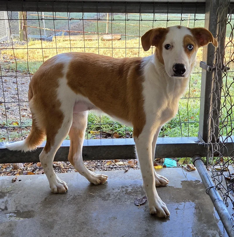 A young medium-sized female Yellow / Tan / Blond / Fawn Australian Shepherd dog named Bubbles for adoption in Parsons, KS