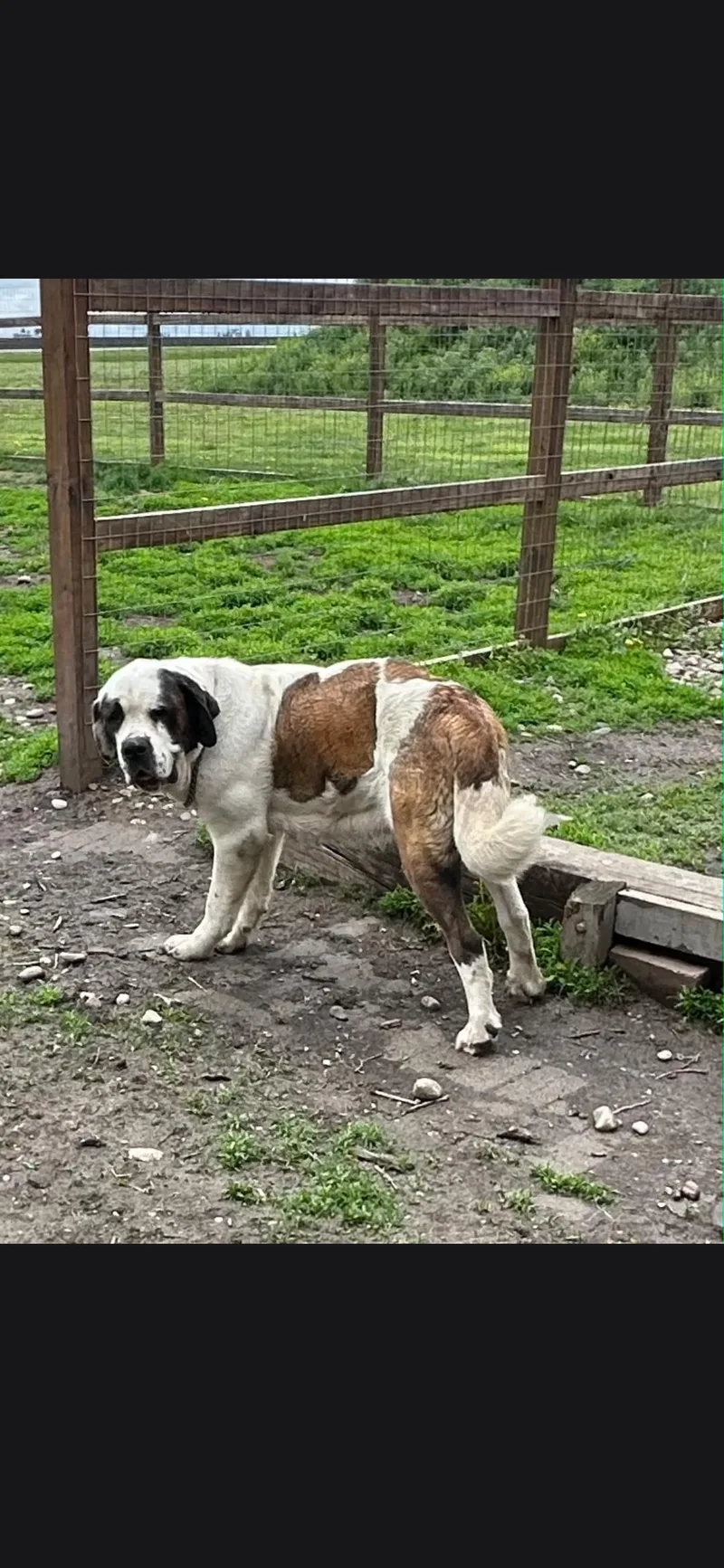 An adult large-sized female Bicolor Saint Bernard dog named Daisy for adoption