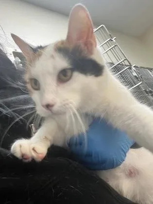 A senior medium-sized female White Domestic Short Hair cat named Snapple Cat for adoption in Wichita, KS