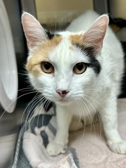 Snapple Cat thumbnail 2