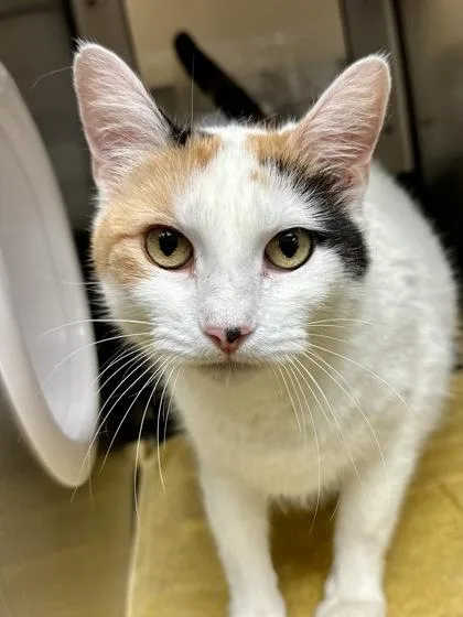 Snapple Cat thumbnail 3