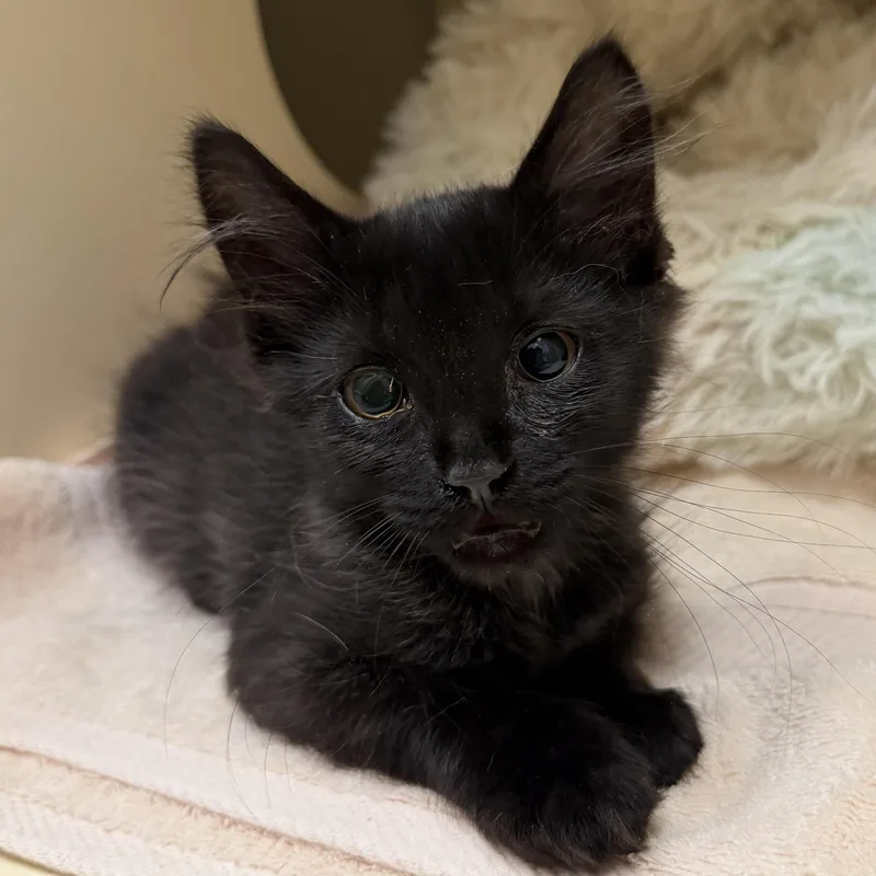 A baby small-sized male Black Domestic Long Hair cat named Chess for adoption in Cooperstown, NY