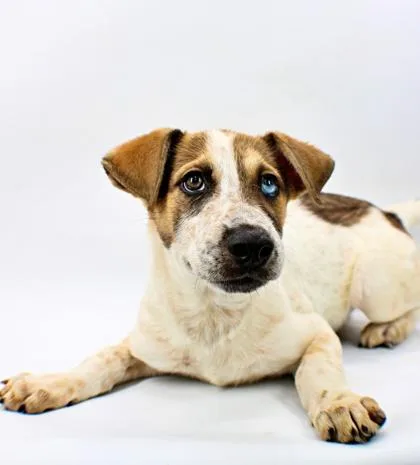 A baby large-sized male Husky dog named Moss for adoption in Morton Grove, IL