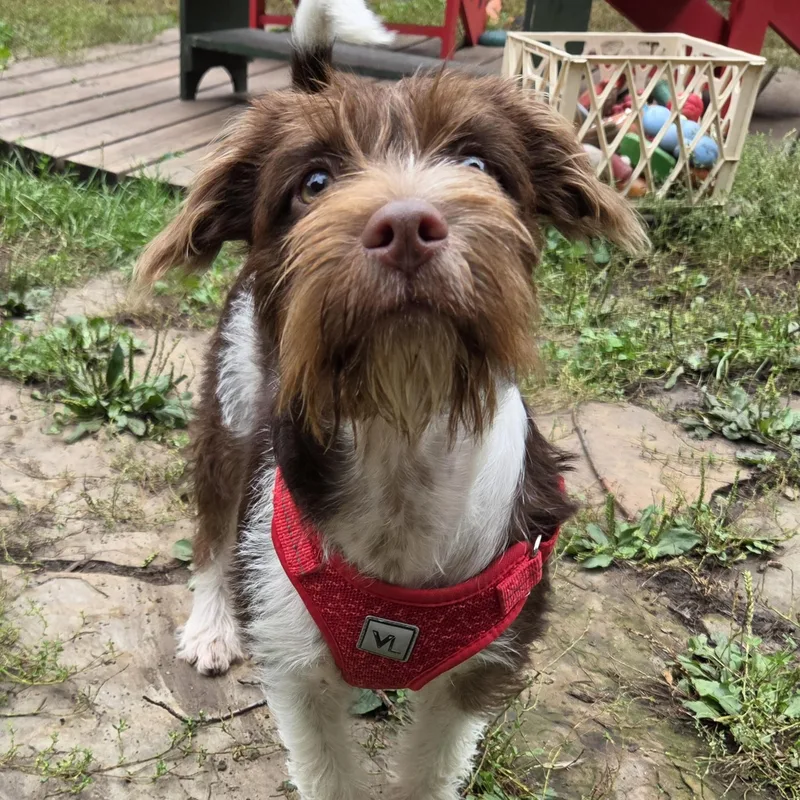 A baby medium-sized male Brown / Chocolate Mixed Breed dog named Ernest for adoption in Prior Lake, MN