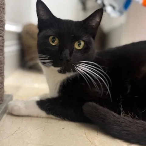 A young small-sized female Black Domestic Short Hair cat named Alani for adoption in Fort Lauderdale, FL
