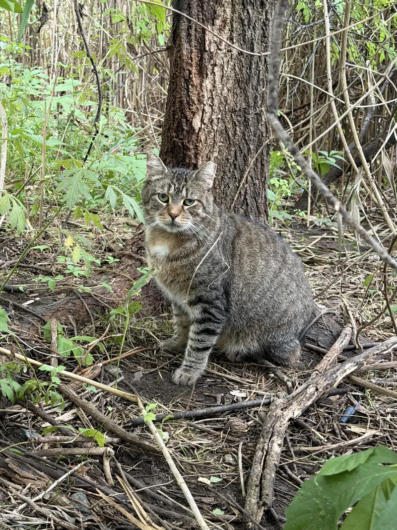 An adult medium-sized female Domestic Short Hair cat named Mommy Cat for adoption in Bayonne, NJ