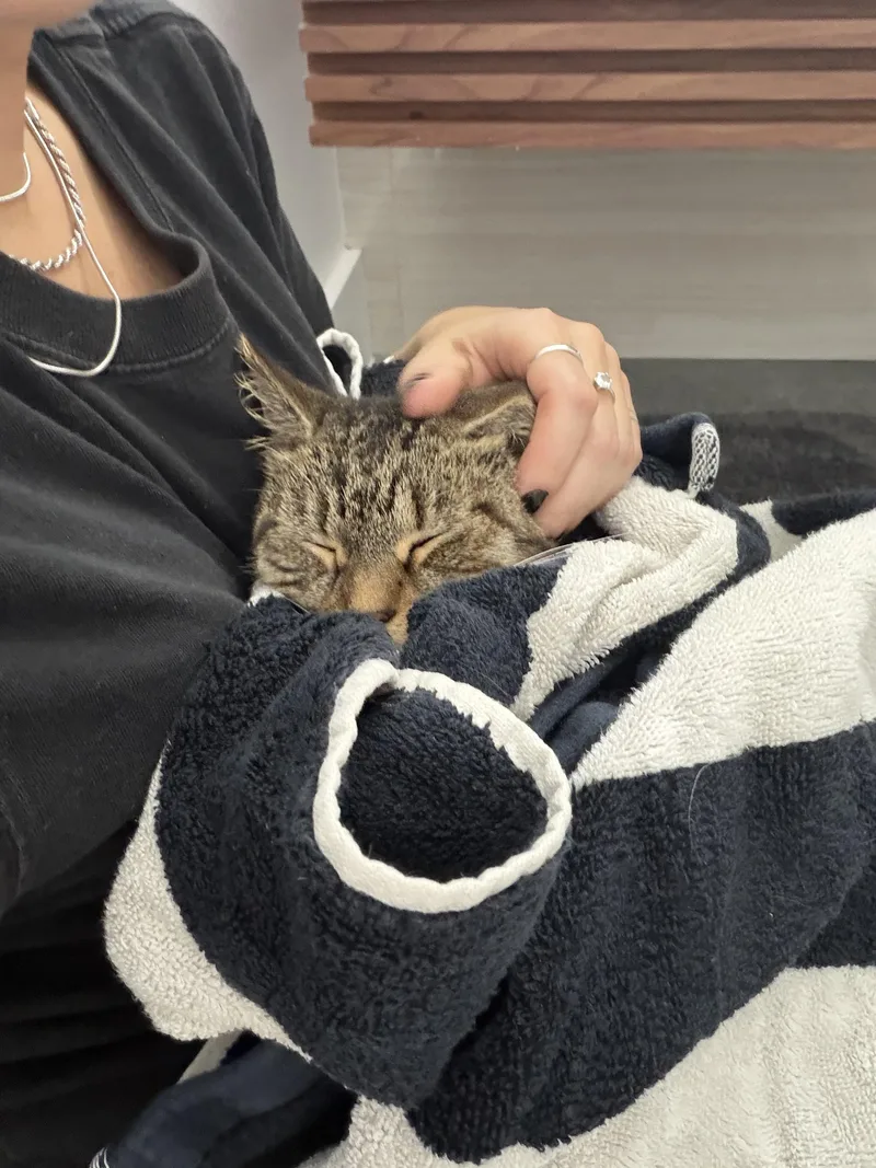 Mommy Cat thumbnail 2