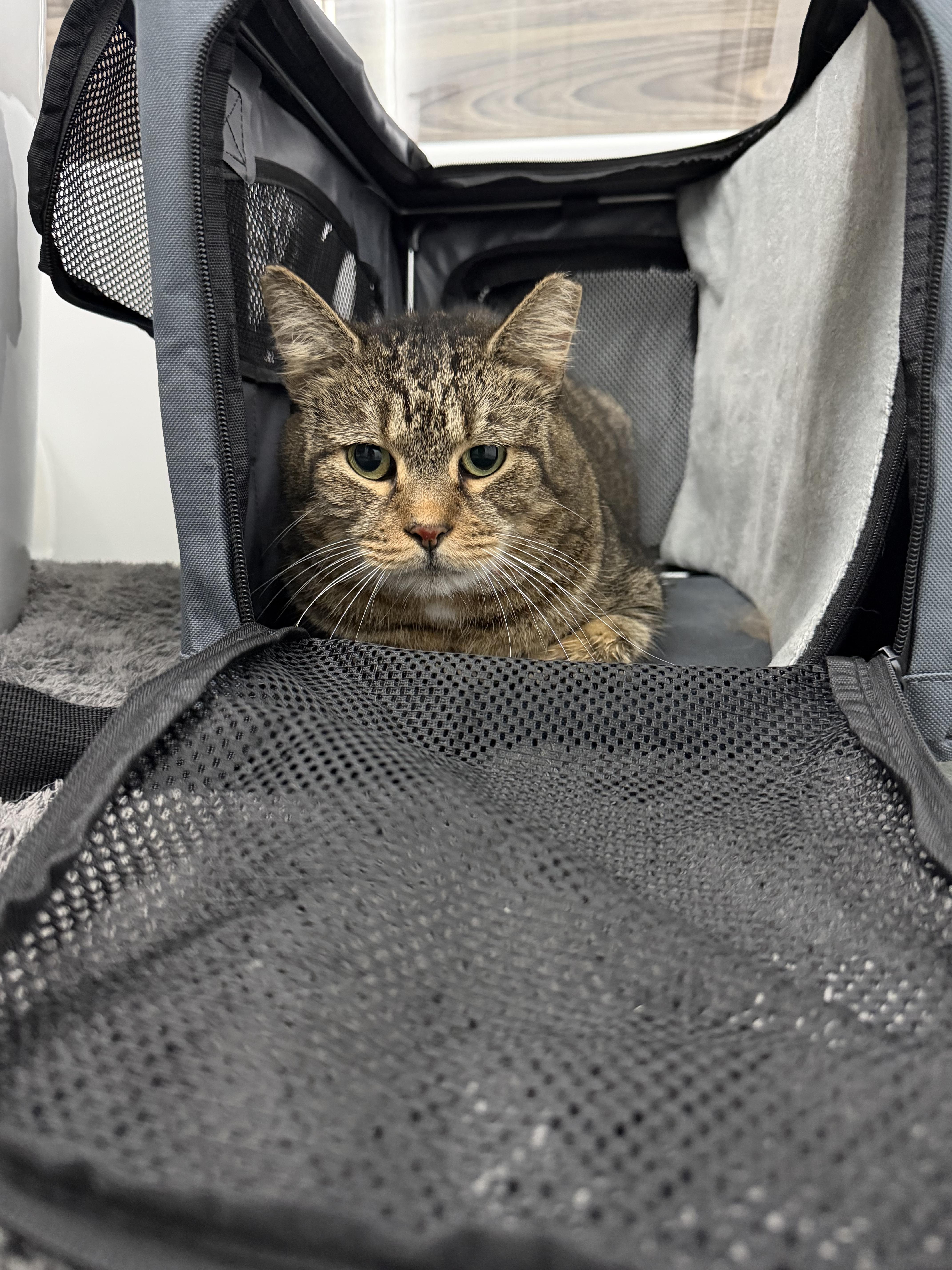 Mommy Cat thumbnail 3