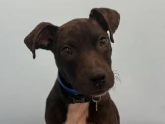 A baby large-sized male Terrier dog named Chili for adoption in Golden Valley, MN