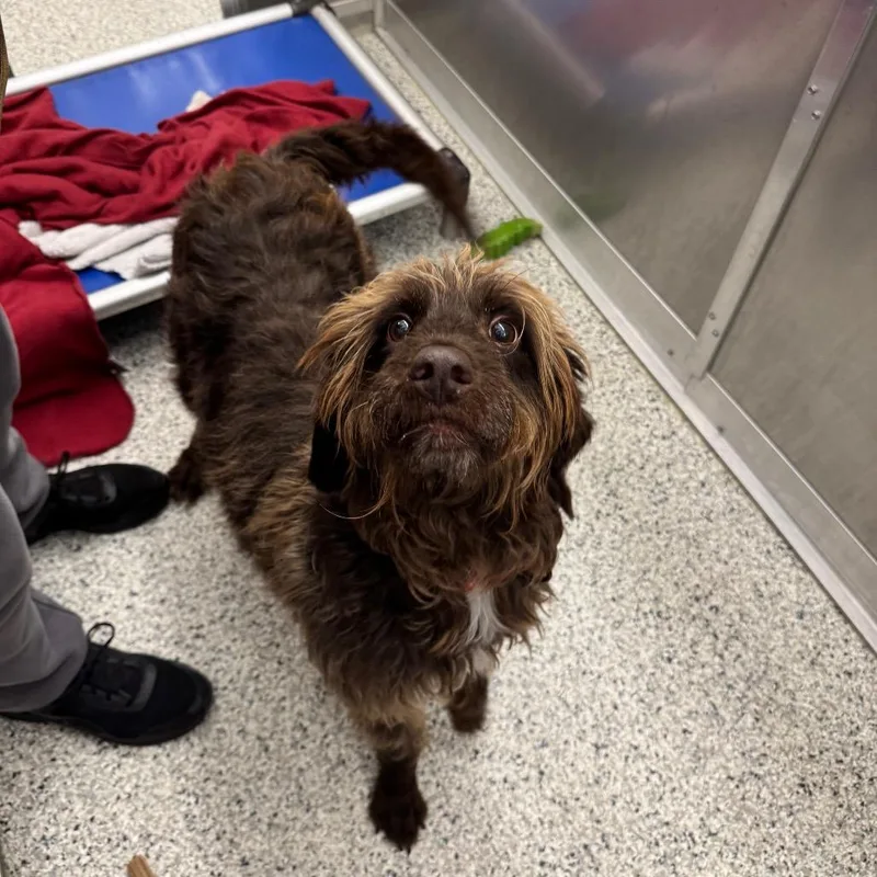 An adult medium-sized female Brown / Chocolate Poodle dog named Billie Jean for adoption in Newark, DE