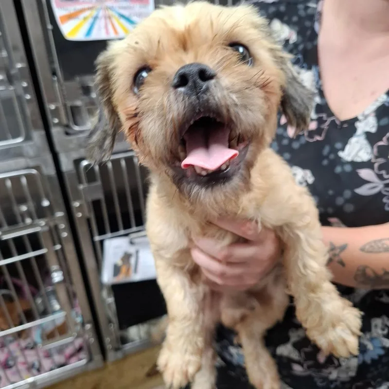 An adult small-sized male Shih Tzu dog named Cash for adoption in Parrish, AL