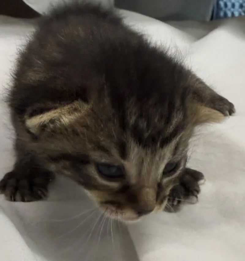 A baby medium-sized female Domestic Short Hair cat named Maya for adoption in Ontario, OR