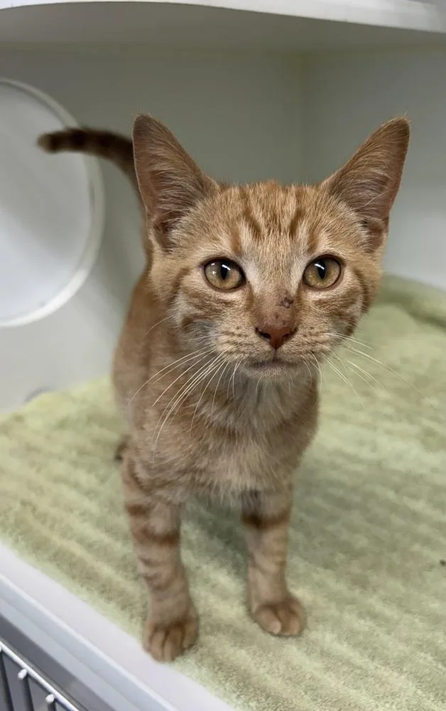 A baby small-sized male Tabby (Orange / Red) Domestic Short Hair cat named Quincy for adoption in Rochester, IN