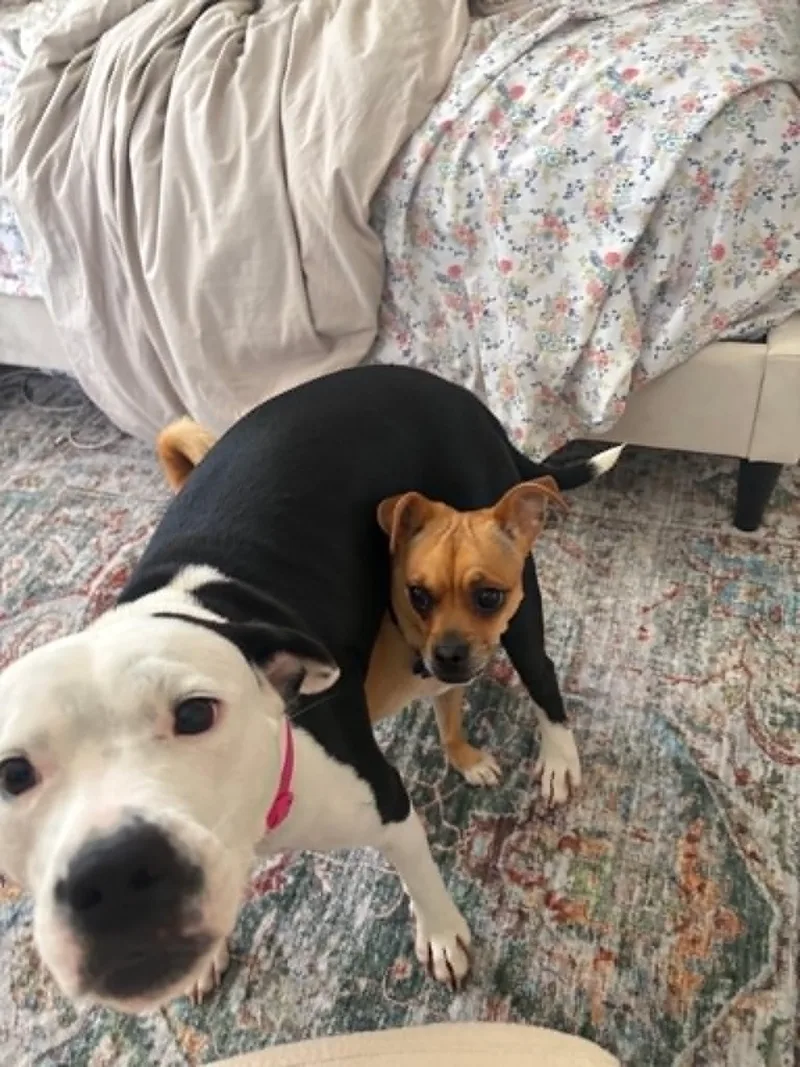 Millie Bee thumbnail 5