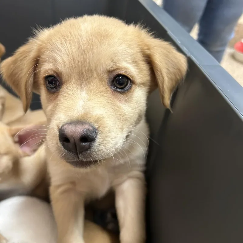 A baby small-sized male Labrador Retriever dog named Soup Season for adoption in Springfield, MA