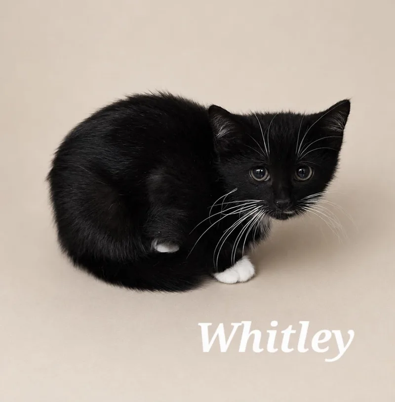 A baby medium-sized female Black & White / Tuxedo Tuxedo cat named Whitley for adoption in Monroeville, PA