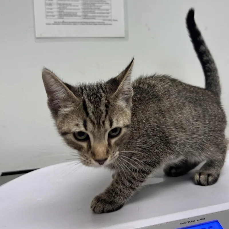 A baby small-sized male Domestic Medium Hair cat named Milan for adoption in Jacksonville, FL
