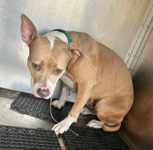 An adult large-sized female Pit Bull Terrier dog named Aileen for adoption in Austin, TX