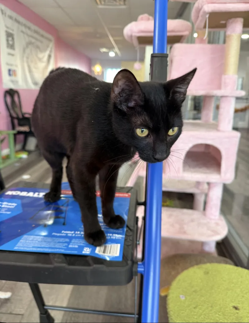 A young medium-sized female Black Domestic Short Hair cat named Angela for adoption in Elverson, PA