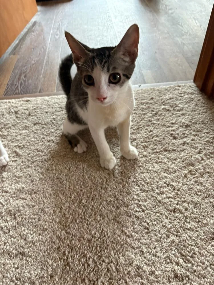 A baby small-sized male Domestic Short Hair cat named Chip for adoption in Mooresville, NC