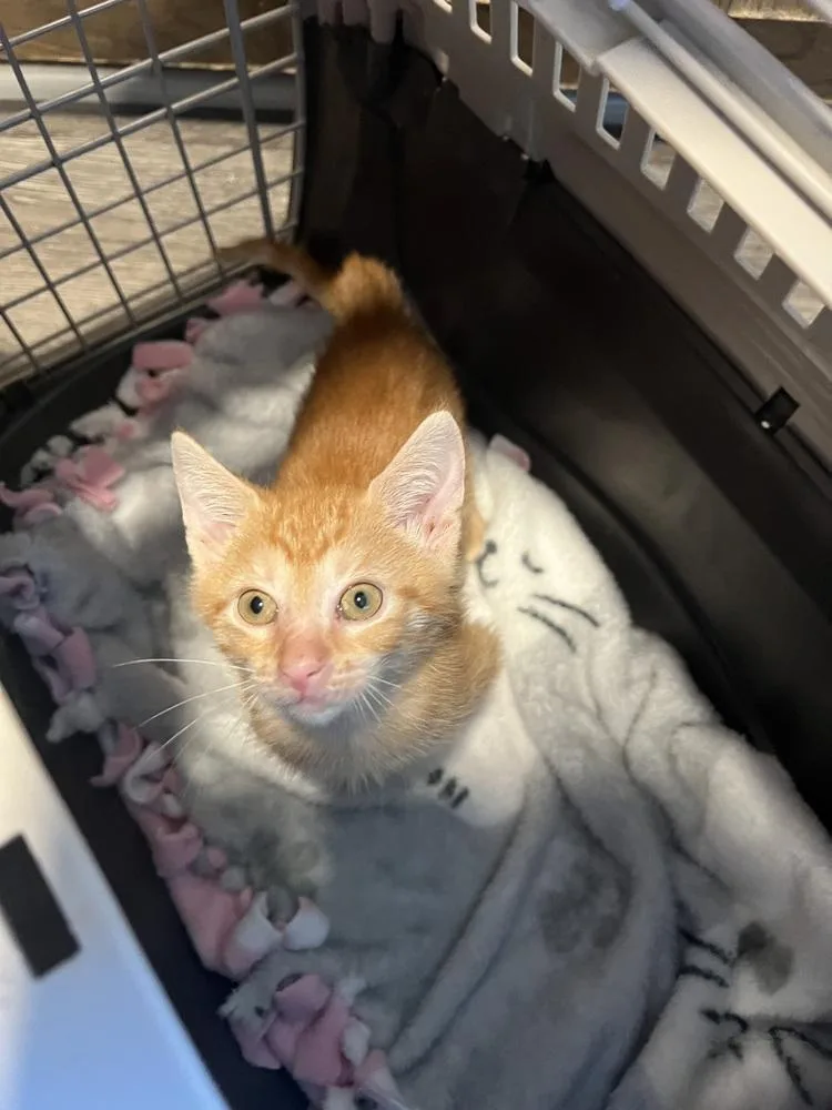 A baby small-sized male Tabby (Orange / Red) Domestic Short Hair cat named Orange Crush for adoption in Wilmington, NC