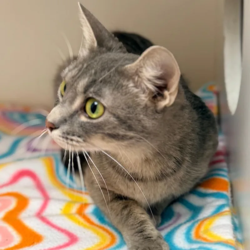 An adult medium-sized female Gray / Blue / Silver Domestic Short Hair cat named Princess for adoption in Champaign, IL